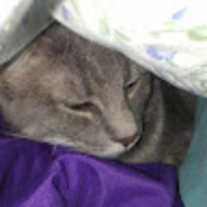 Meet your Posher, Virtues